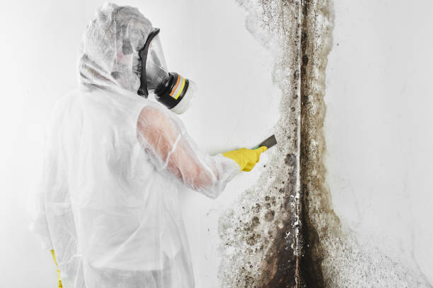 Best Fast Mold Removal  in Inkerman, PA