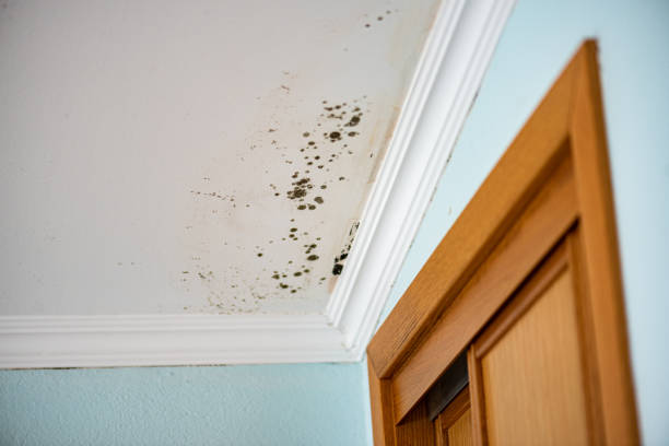 Best Mold Testing  in Inkerman, PA