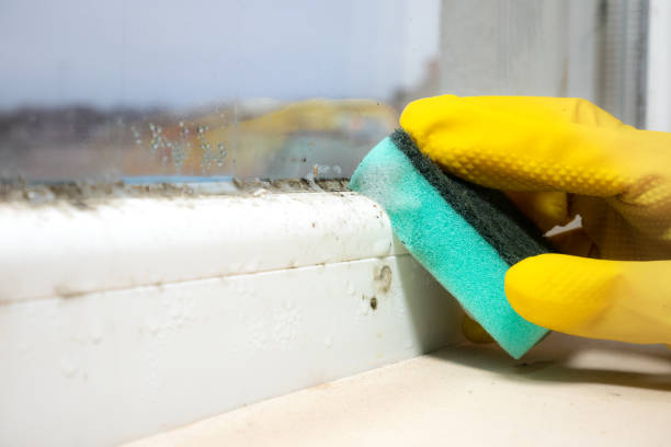Best Professional Mold Removal  in Inkerman, PA