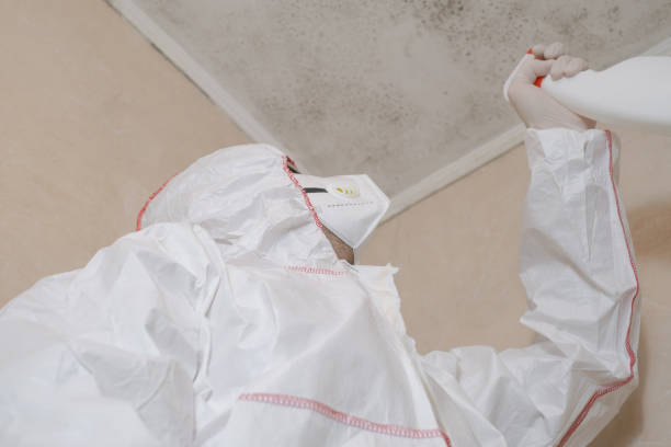 Trusted Inkerman, PA Mold Removal Experts