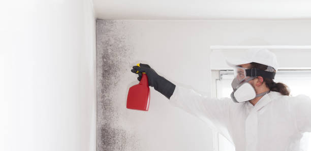 Best Certified Mold Removal  in Inkerman, PA