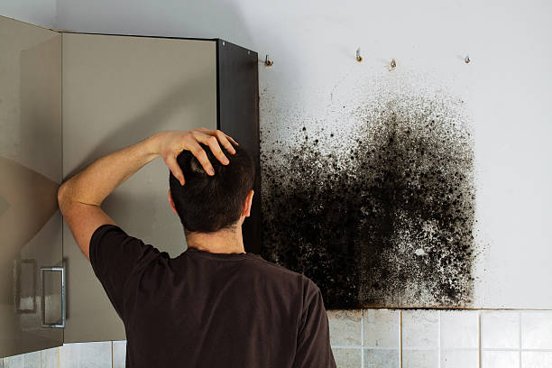 Best Home Mold Removal  in Inkerman, PA