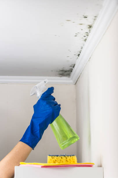 Attic Mold Removal in Inkerman, PA